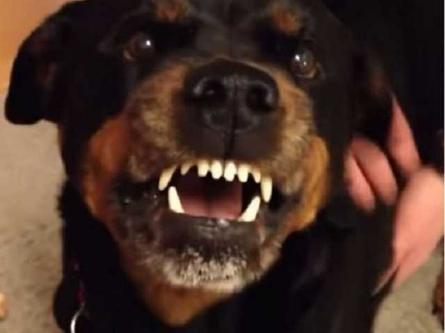 Ротвейлер едва не загрыз свою хозяйку: подробности шокирующего происшествия в Одессе