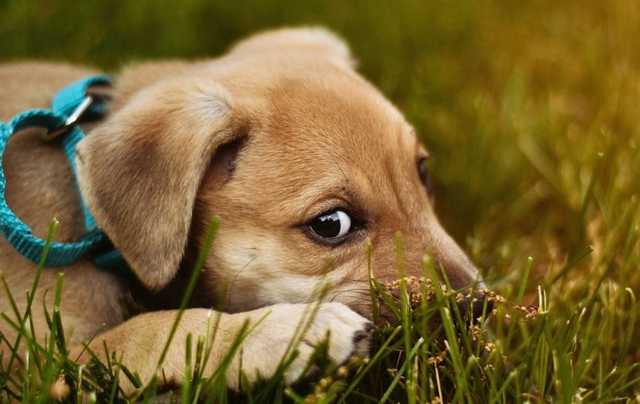 На Днепропетровщине живодер в подъезде многоэтажки перерезал шеи собакам