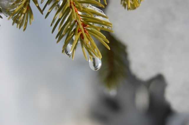 До +8! Синоптики удивили прогнозом погоды в Украине