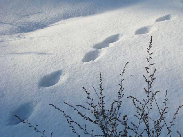 Ушел из дома в тапочках: под Житомиром искали пропавшего подростка