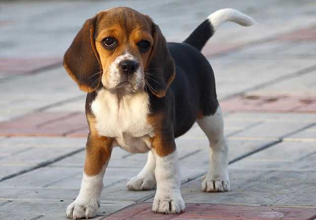 У Кривому Розі поліцейський-садист знущався над собакою на очах у малолітнього сина