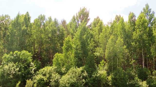 За шашлык в посадке украинцы заплатят штраф от 425 гривен