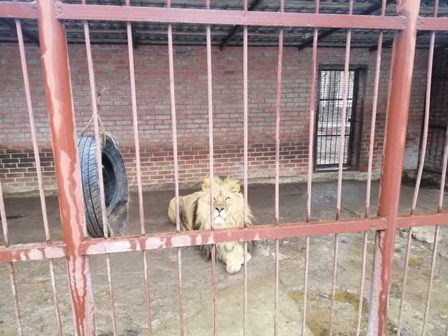 В Харьковской области в частном зверинце голодают животные, - зоозащитники