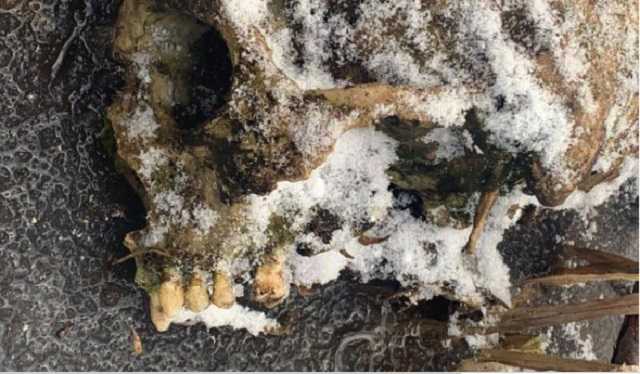 У Києві на вулиці знайшли кістки людини в кризі