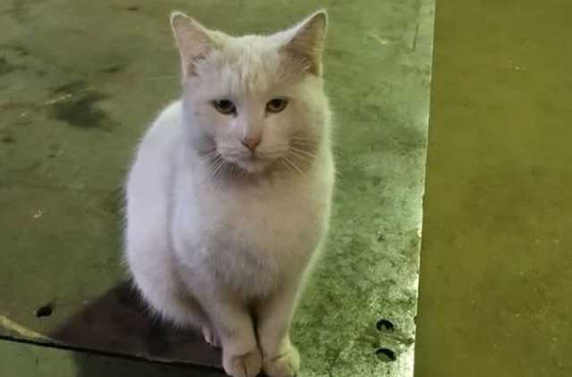 Нет предела жестокости: в Запорожье нелюди подожгли кота