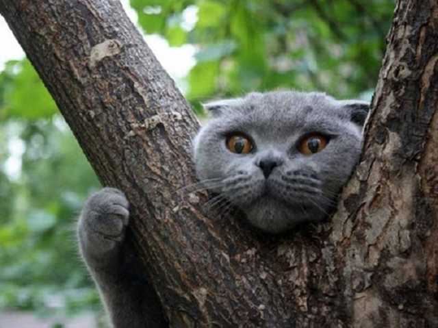 В Киеве на Борщаговке провели "спецоперацию" по спасению кота