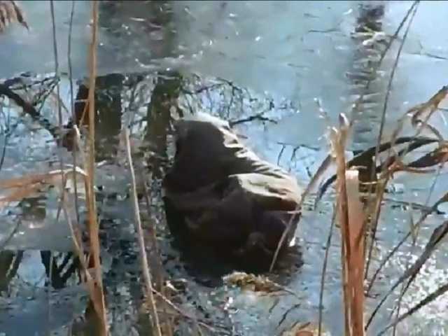 Под Киевом пытались жестоко расправиться с собакой: на помощь пришли спасатели