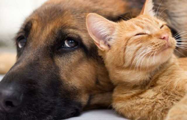 Європарламент ухвалив резолюцію проти нелегального продажу котів і собак