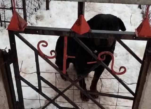 Под Харьковом пес загрыз 4-летнего ребенка