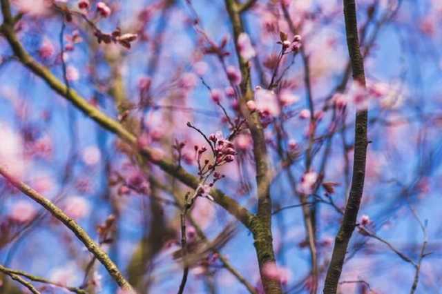 Весна в разгаре: синоптики пообещали аномальное потепление в Украине