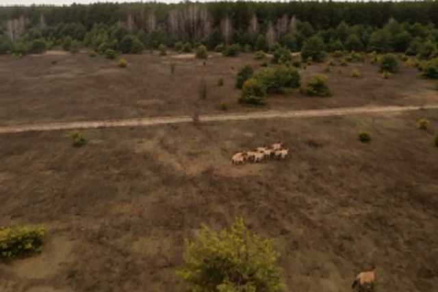 С высоты птичьего полета: появилось впечатляющее видео из Чернобыля с редкими животными