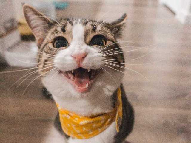 Хозяйка заразила кошку коронавирусом: названы опасные симптомы COVID-19 у животного