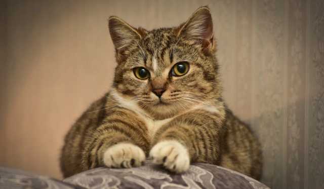 В Гонконге коронавирусом заболел домашний кот