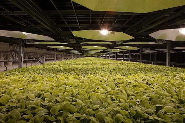 Відома тютюнова компанія заявила, що створить із тютюну вакцину проти COVID-19