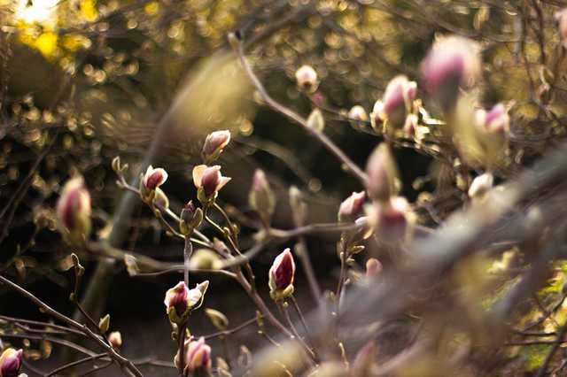 В ботсаду Киева наконец расцвели магнолии, но гулять там уже нельзя