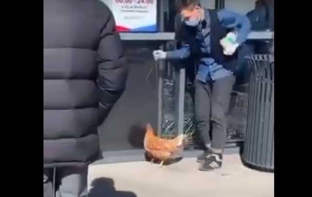 Парень выгуливает курицу на поводке в Днепропетровской области: курьезное видео