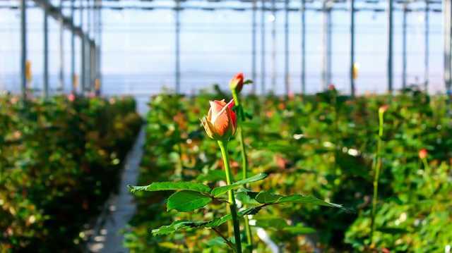 В Украине из-за карантина прийдется сжечь урожай роз