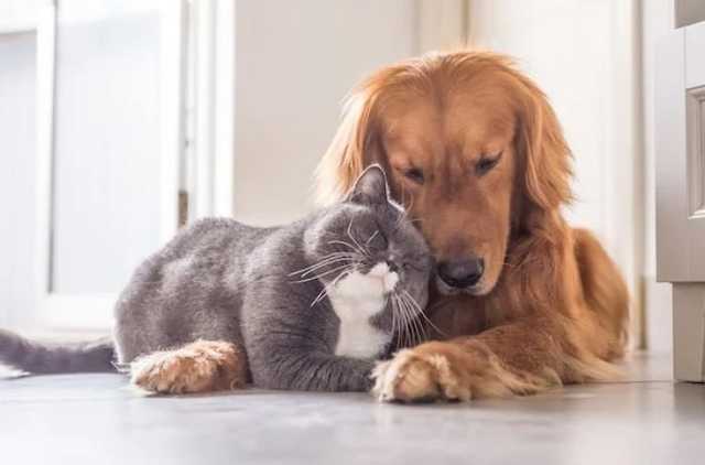 Комаровский сообщил о симптомах COVID-19 у домашних животных