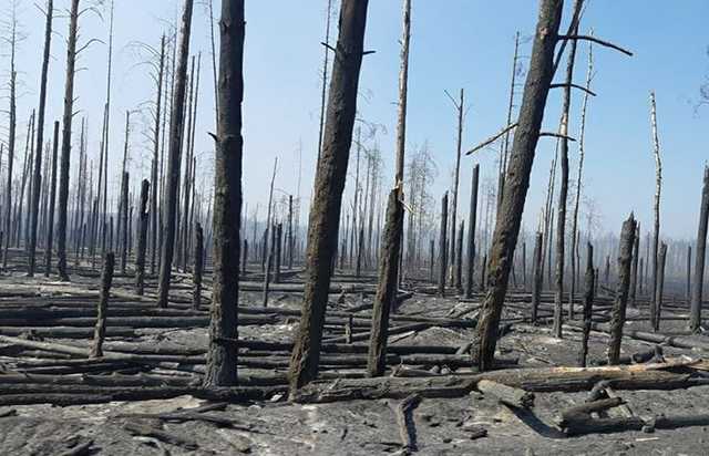 Ситуация критическая: появились новые подробности и фото масштабного пожара в Чернобыле