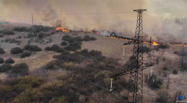 Животные Чернобыля в отчаянии бродят после пожара: появилось сильное видео