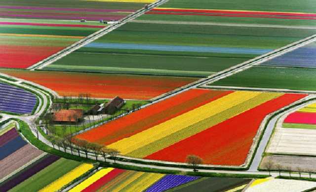 У Нідерландах косять тюльпанові поля, щоб уникнути скупчень людей