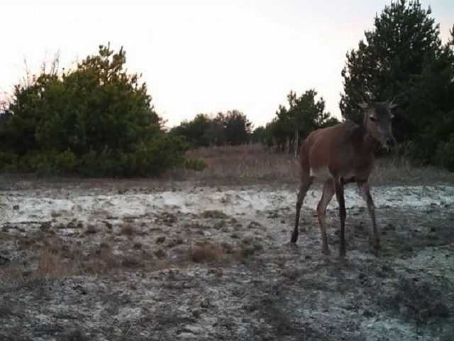 Больно смотреть: в сети показали видео последствий масштабных пожаров в Чернобыльской зоне