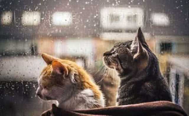 Похолодает и задождит: синоптики ждут перемены погоды