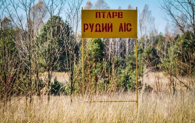 Рыжий лес в Чернобыле сгорел дотла, какие будут последствия от радиоактивного пепела