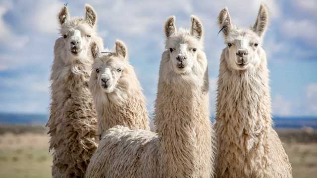 Covid-19. Ученые нашли антитела у лам для борьбы с новым коронавирусом