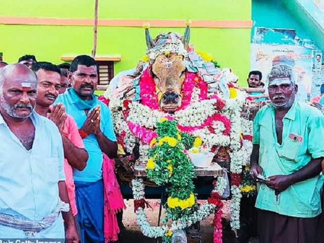 В Индии 200 человек нарушили карантин, чтобы проститься с быком