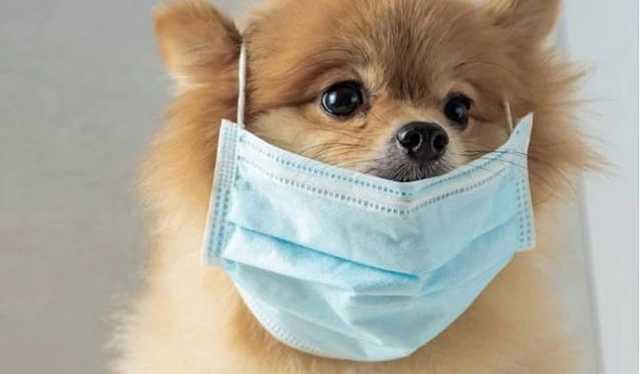 В Великобритании собак научат определять коронавирус по запаху