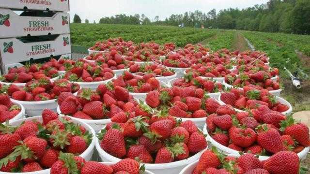 До 200 украинцев полетели на чартере в Финляндию собирать клубнику