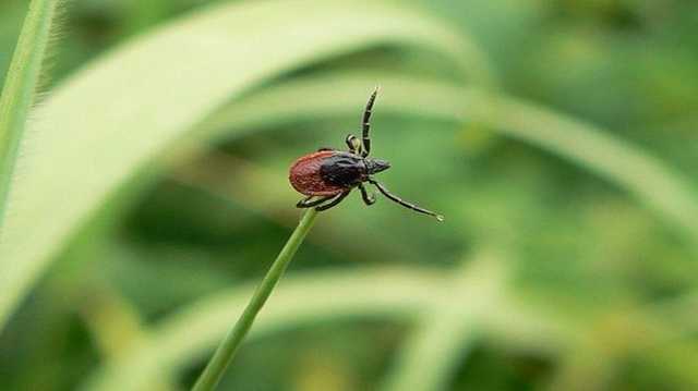 Заправить штаны в носки. В МОЗ объяснили украинцам, как защититься от проснувшихся клещей