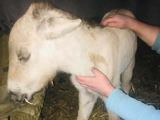 В Чернобыльской зоне из пожара спасли жеребенка Пржевальского