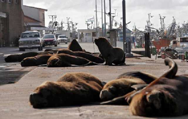 The Guardian: Пандемія очистила природу, але людство може швидко ці зміни знищити