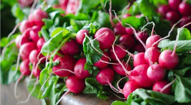 Продать не могут: в Мариуполе фермеры бесплатно раздавали редиску