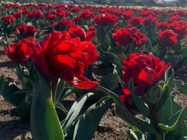 Туристы не приехали: на Буковине уничтожили 2 миллиона тюльпанов