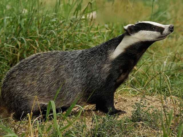 Из канализации на Киевщине вытащили дикого зверя