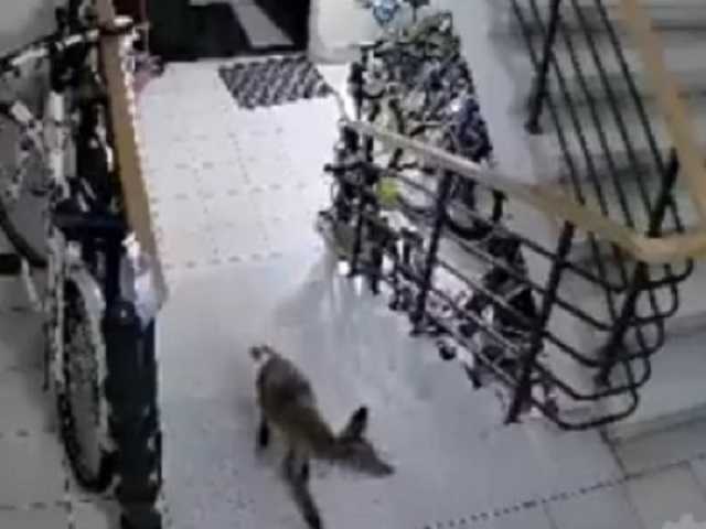 В подъезд львовской многоэтажки пробралась лиса: инцидент попал на видео