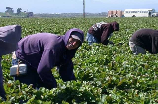 МИД: фермеры Финляндии ждут 15 тысяч украинских заробитчан