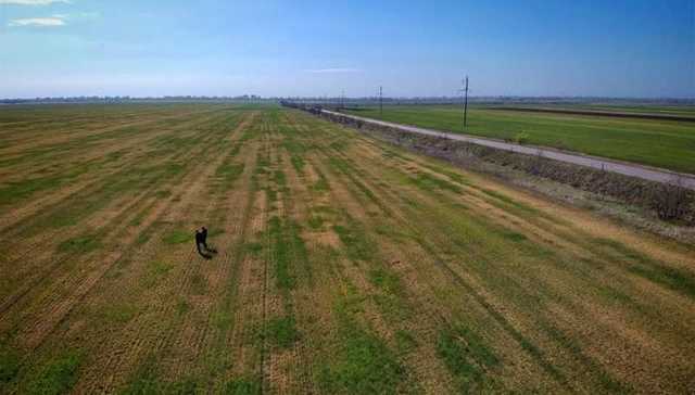 Одесская область может потерять урожай зерна из-за засухи