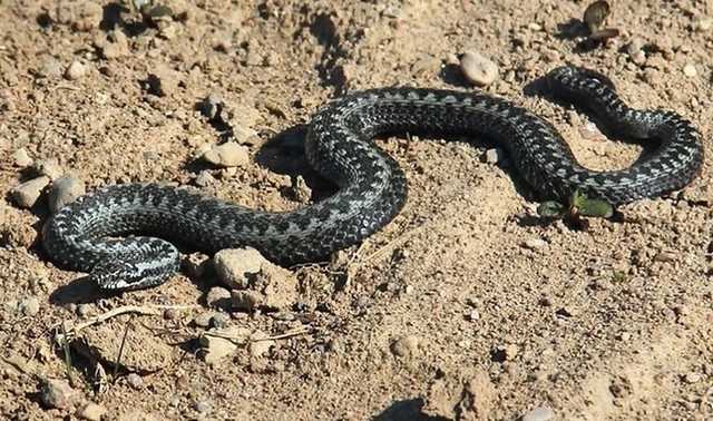 На Львівщині змія вкусила дитину: хлопчика госпіталізували