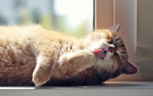 Чи можуть коти заражати людей коронавірусною хворобою – дослідження