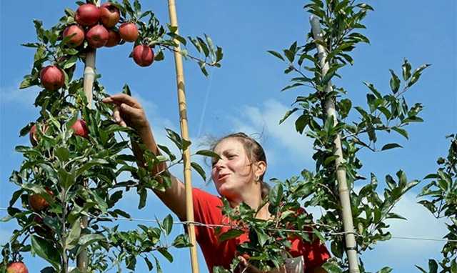 Большинство украинских заробитчан отказались выезжать из Польши в карантин