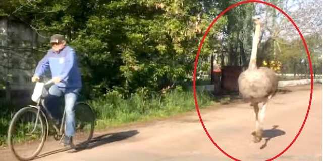Природа очистилась: На Житомирщине страус бегает по улицам за велосипедистами