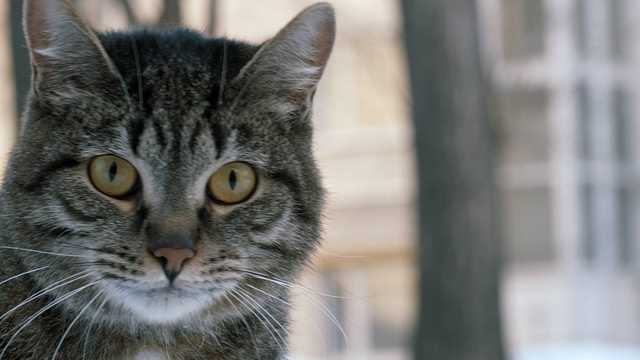 Бросал кота из окна ради развлечения: на Волыни неравнодушные люди задержали живодера