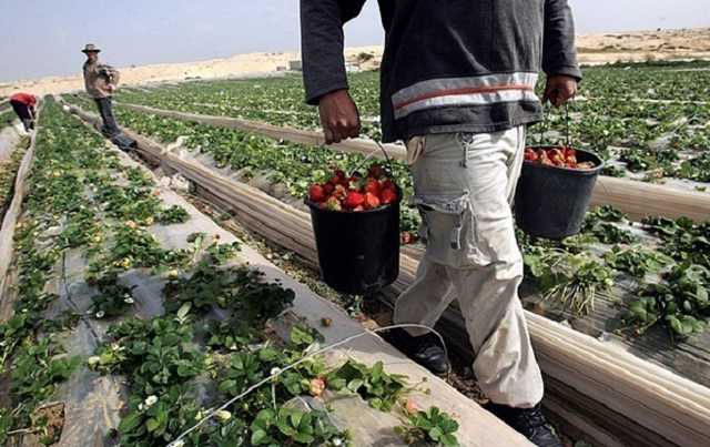 В Эстонии фермеры требуют вернуть заробитчан на сбор урожая