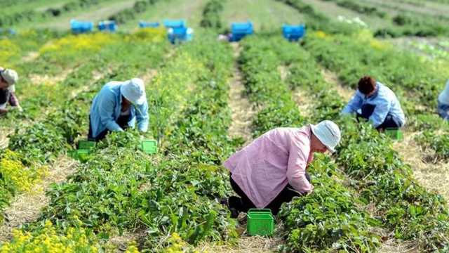 Польша отказалась от карантина для сезонных работников из Украины