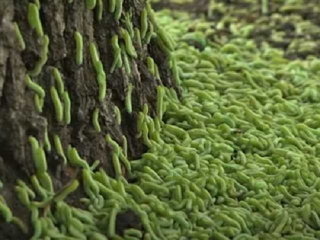 Сыплются прямо на головы: центральный парк Днепра могут закрыть из-за небывалого нашествия гусениц