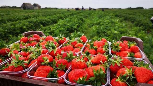 Иначе будет катастрофа: еще одна страна умоляет впустить украинских заробитчан